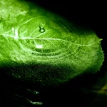 Makro zeleného listu s výraznou žilnatinou a kapkami vody